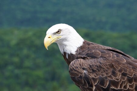 Bird american eagle raptor photo