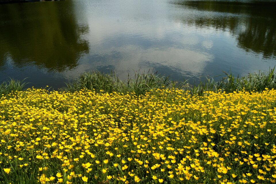Nature flower flowers