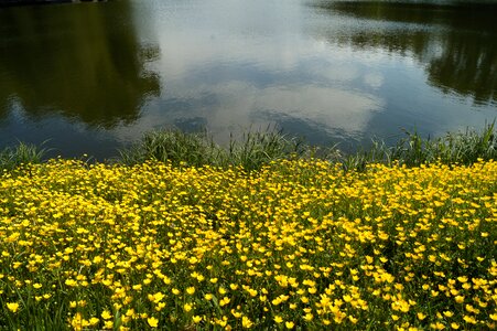 Nature flower flowers photo