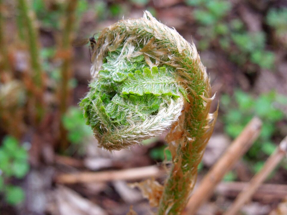 Flora plant leaf fern
