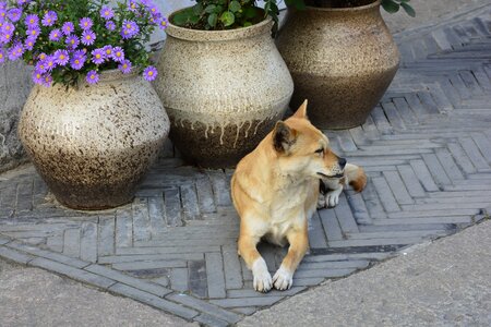 Harmony be quiet spend with the dog