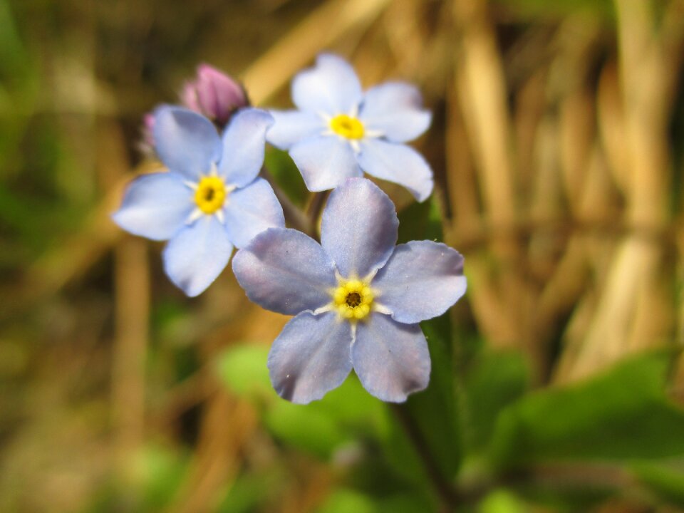 Macro blue beautiful
