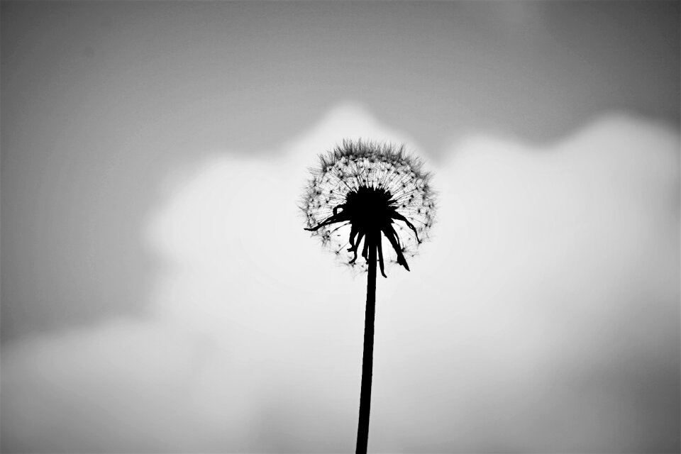 Flower nature summer