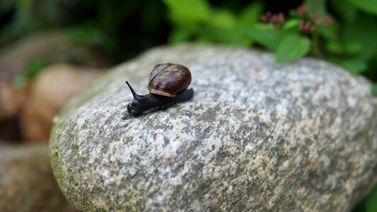 Animal brown conch summer photo