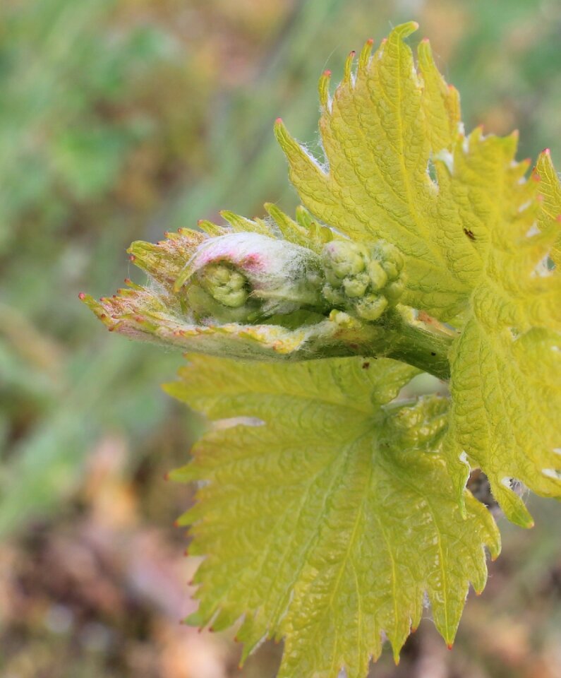 Bud grapevine rebstock