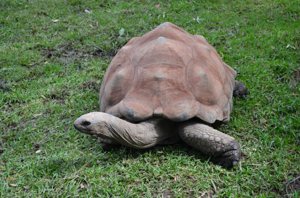 Reptile animal giant