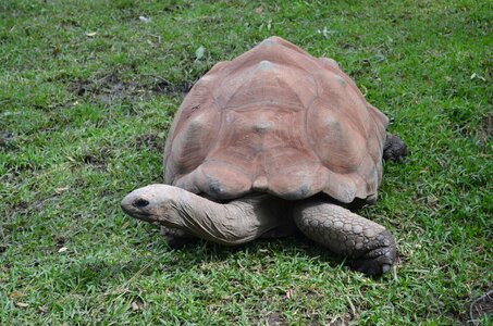 Reptile animal giant