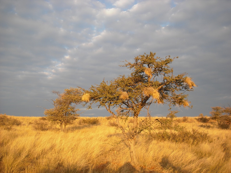 Sunset drought gray sunset