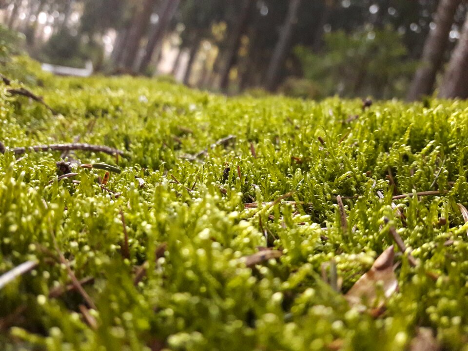 Forest green nature