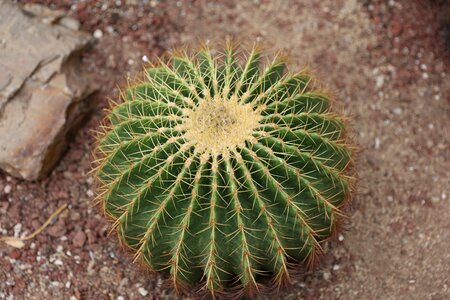 Cactus green have thorns