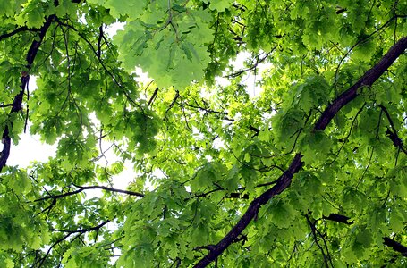 Greens spring green leaves