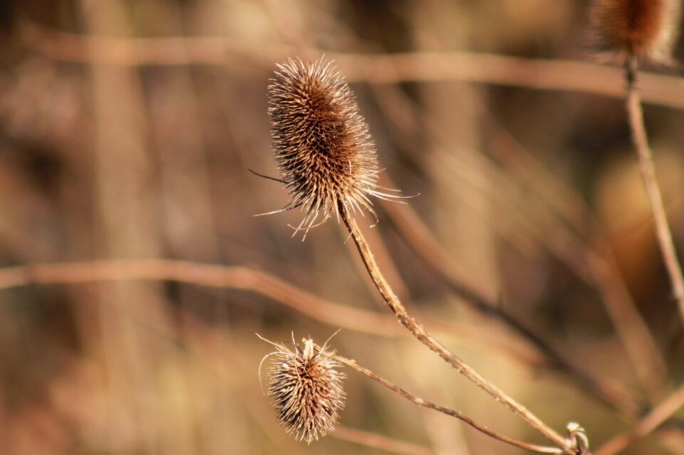 Flower plant autumn photo