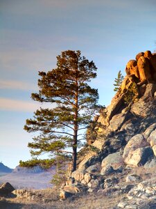 Coniferous tree needles tree trunks photo