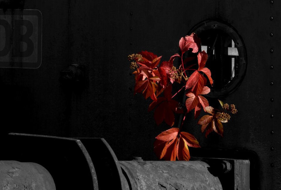 Autumn red autumn colours