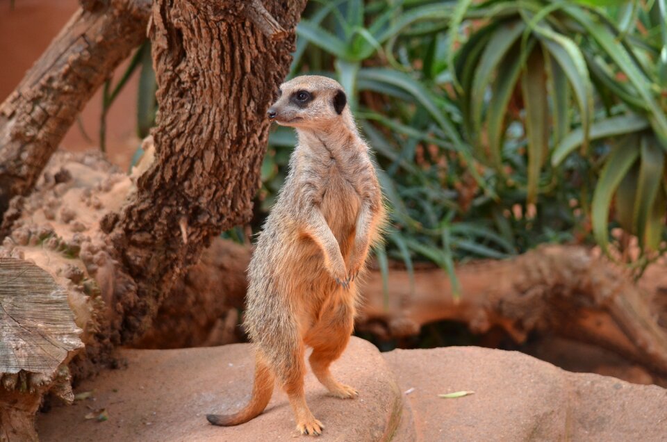 Wildlife nature cute