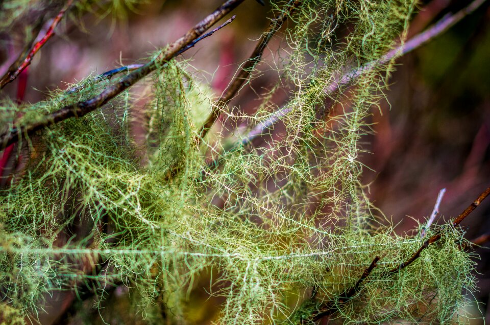 Branch forest rize