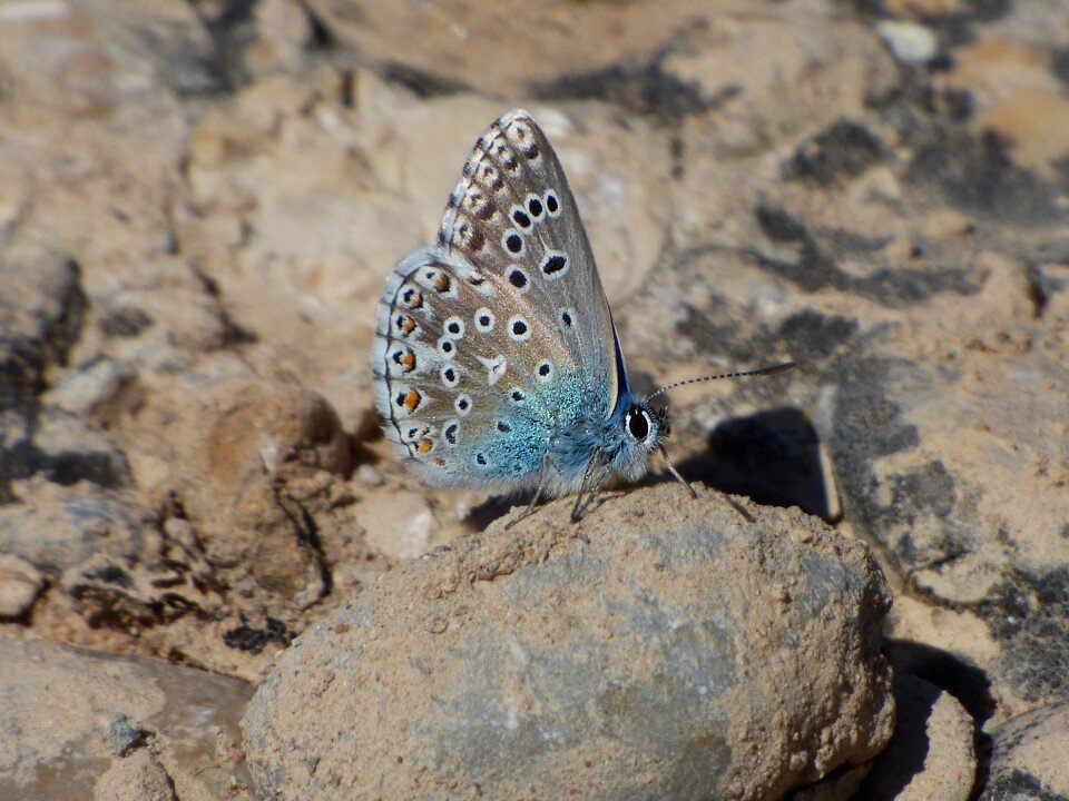 Pseudophilotes panoptes blaveta of the farigola lepidopteran