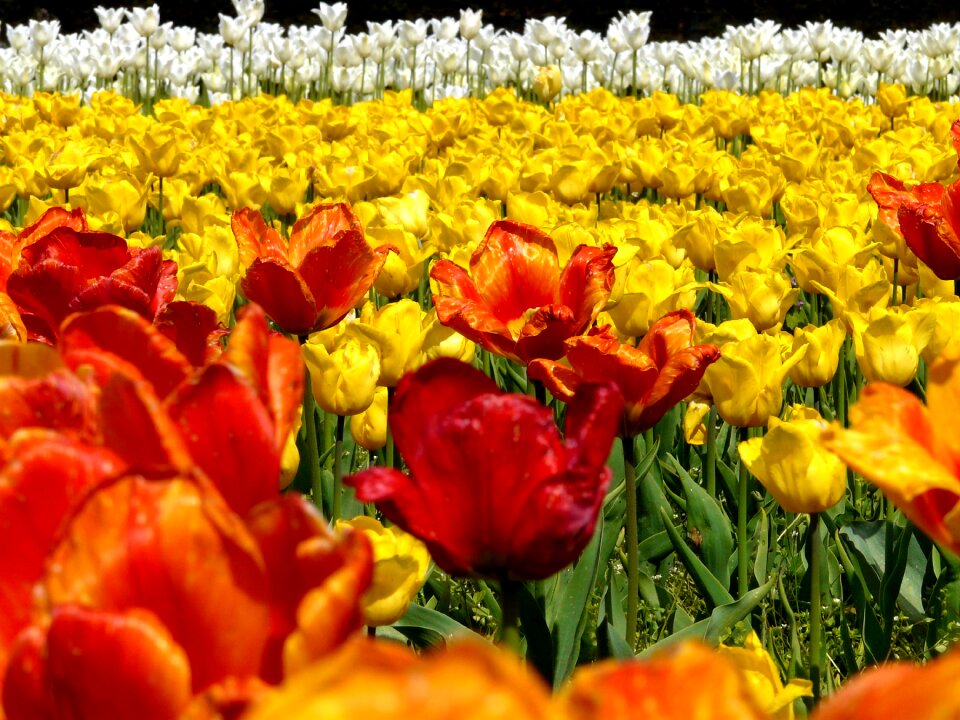 Flowers yellow orange