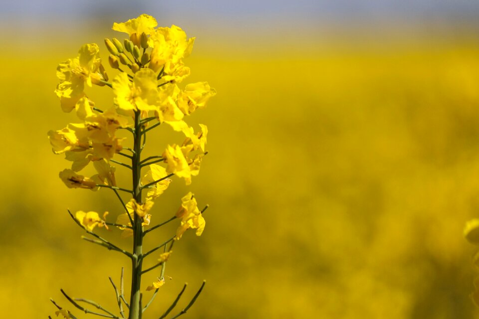 Fields spring nature