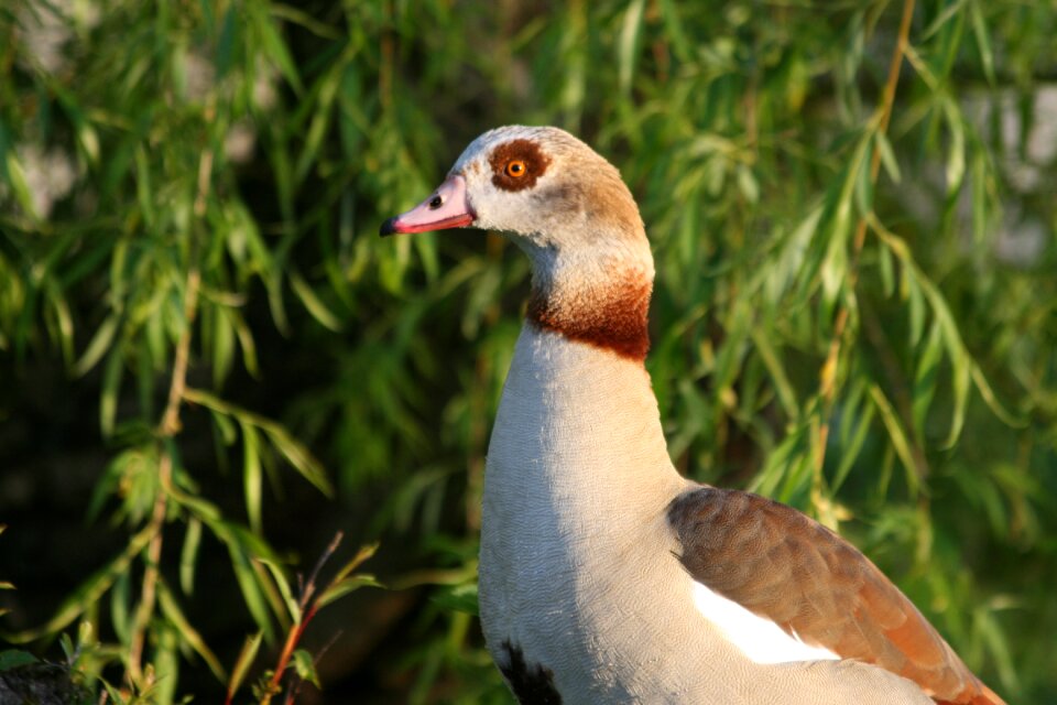 Bird green nature