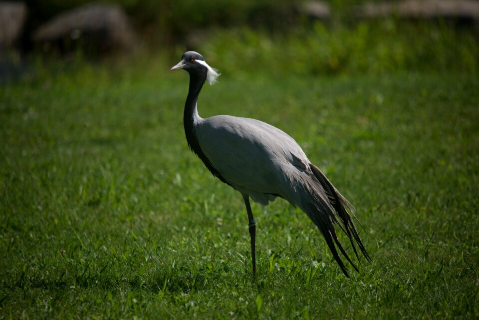 Grass bird photo