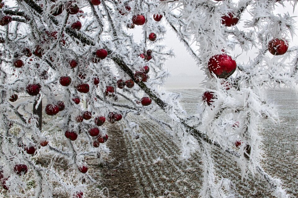 Apple frozen on a tree