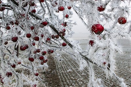 Apple frozen on a tree