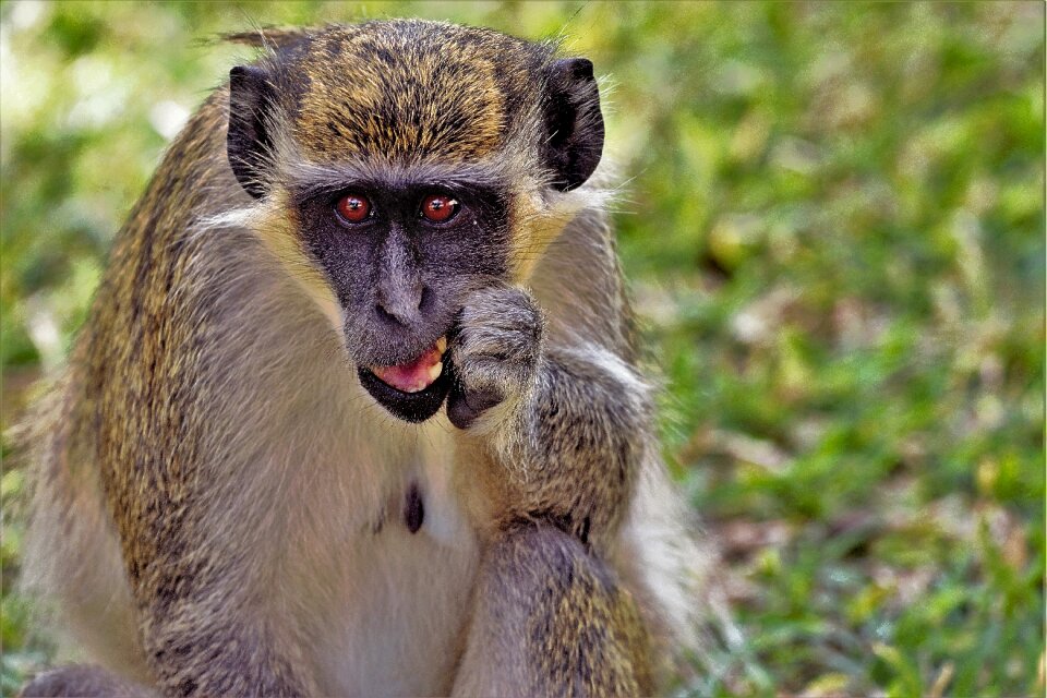 Monkey portrait primate äffchen