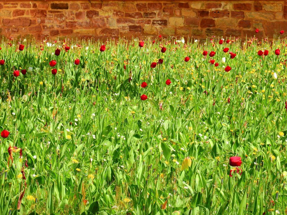 Nature green flower meadow