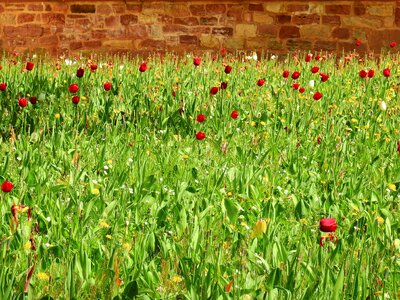 Nature green flower meadow