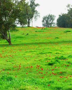 Nature color garden
