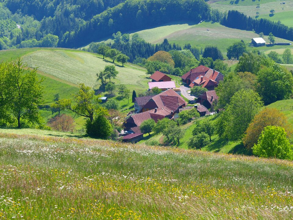 Field black forest germany