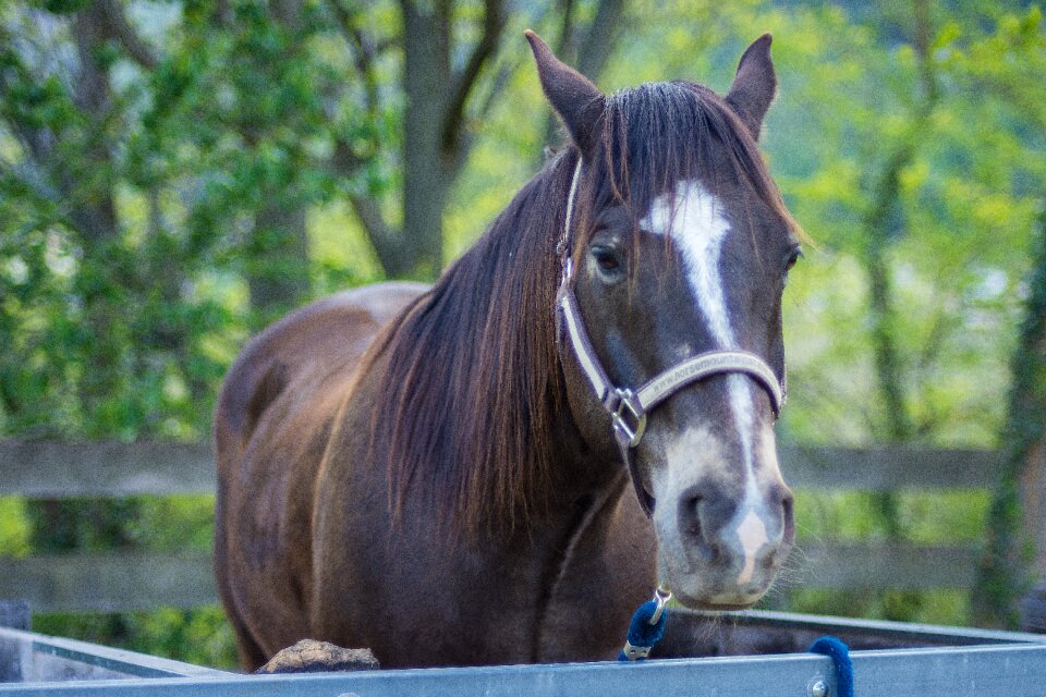 Spring animal racehorse