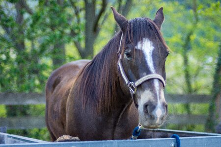 Spring animal racehorse photo