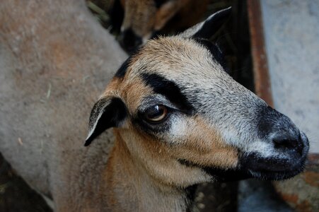 Animal domestic goat horns photo