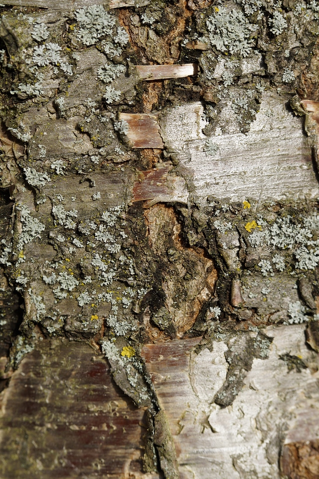 Cherry tree tree close up