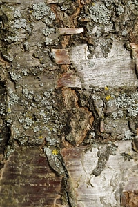 Cherry tree tree close up photo