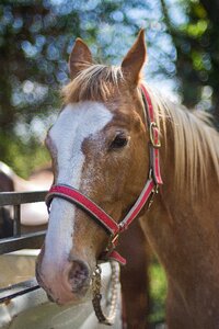 Spring animal racehorse photo