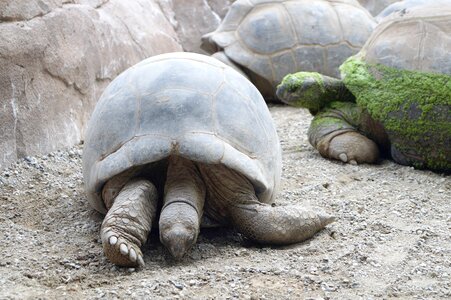 Animal world zoological gardens safari