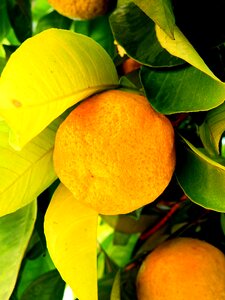 Tree fruit fruits photo