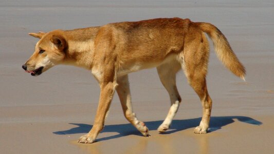 Dingo australia fraser island photo