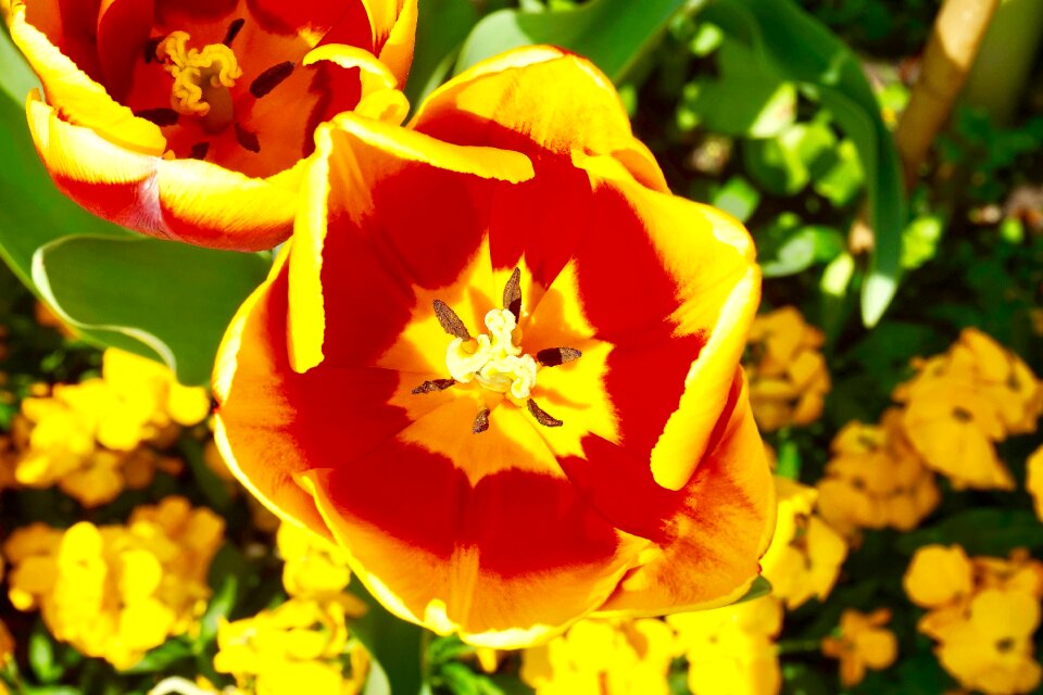 Floral plant summer