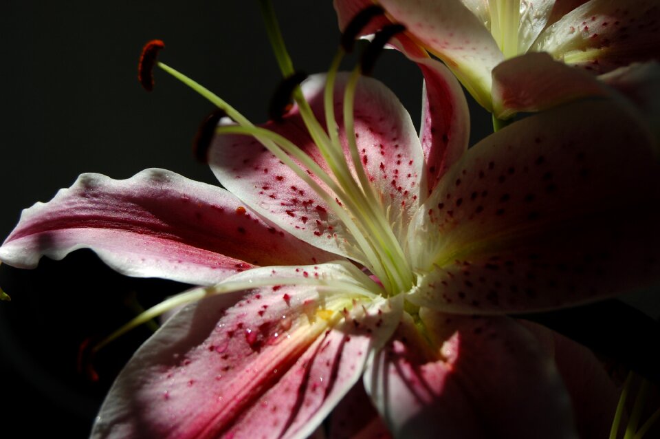 Close up pink flowers