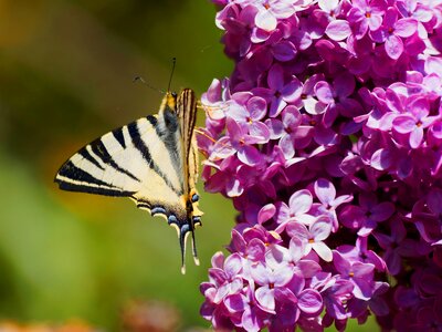 Nature steering wheel wings