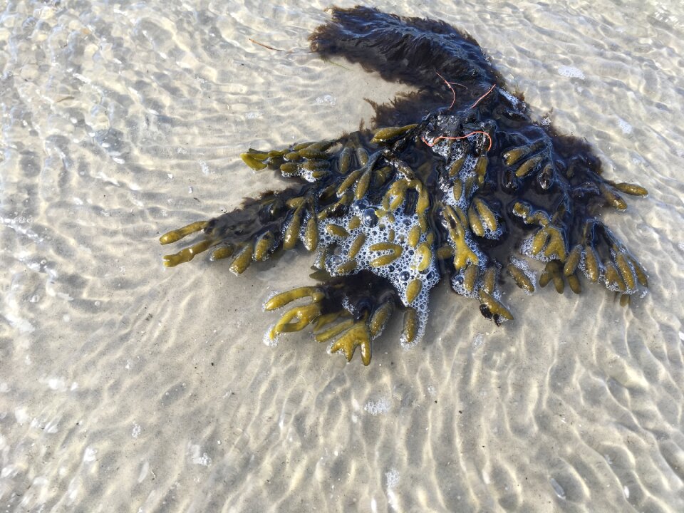 Seaweed coast by the sea