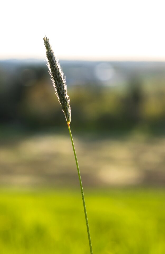 Nature close up macro