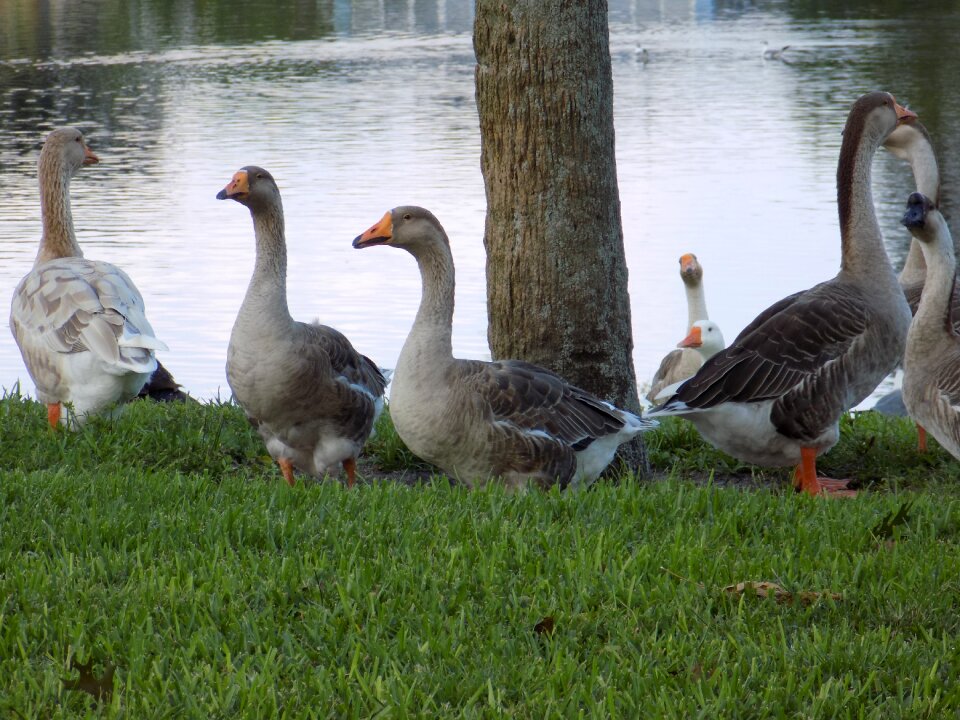 Family lake goose