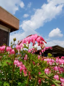 Plants blue sky pink