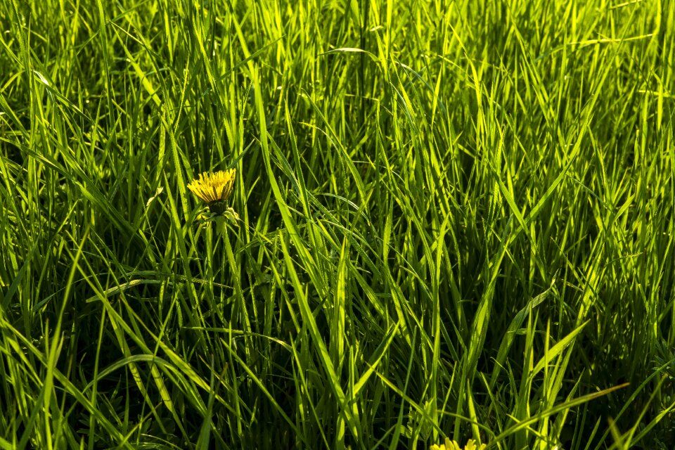 Nature green spring