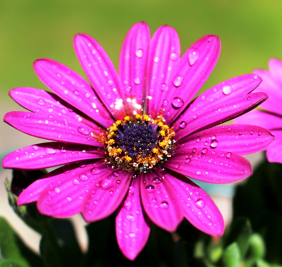Summer flor violet beautiful